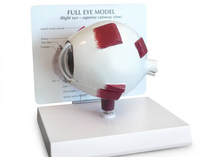 Full Eye Model Full Eye Model
