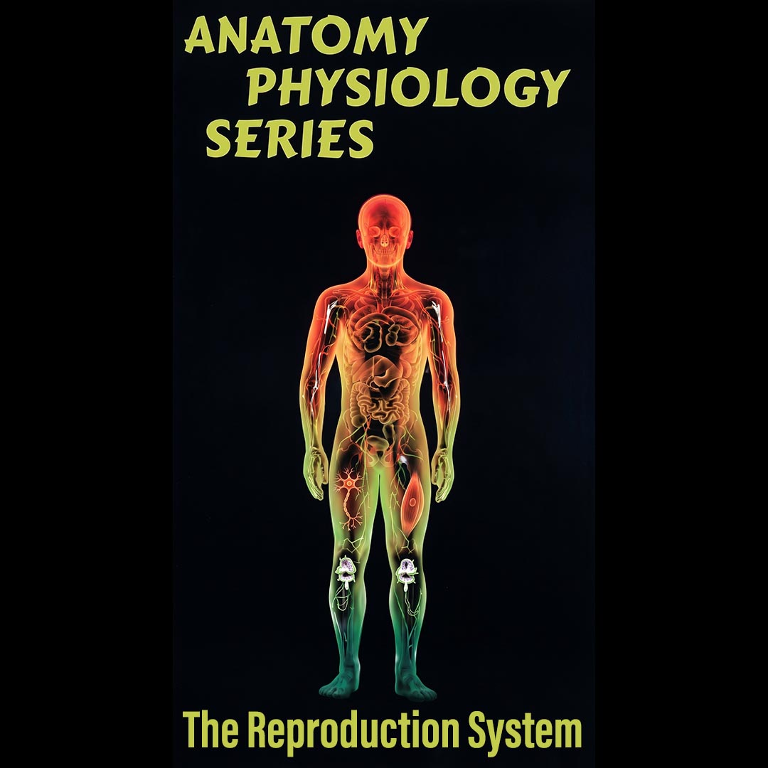The Reproductive System (DVD)